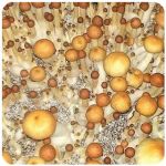 Псилоцибиновые (галлюциногенные)  грибы Psilocybin "Golden Teacher" в Кудымкаре