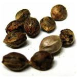 Семена марихуаны АК-47  (Seeds AK-47) в Кудымкаре